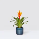 Bromeliad Vriesea