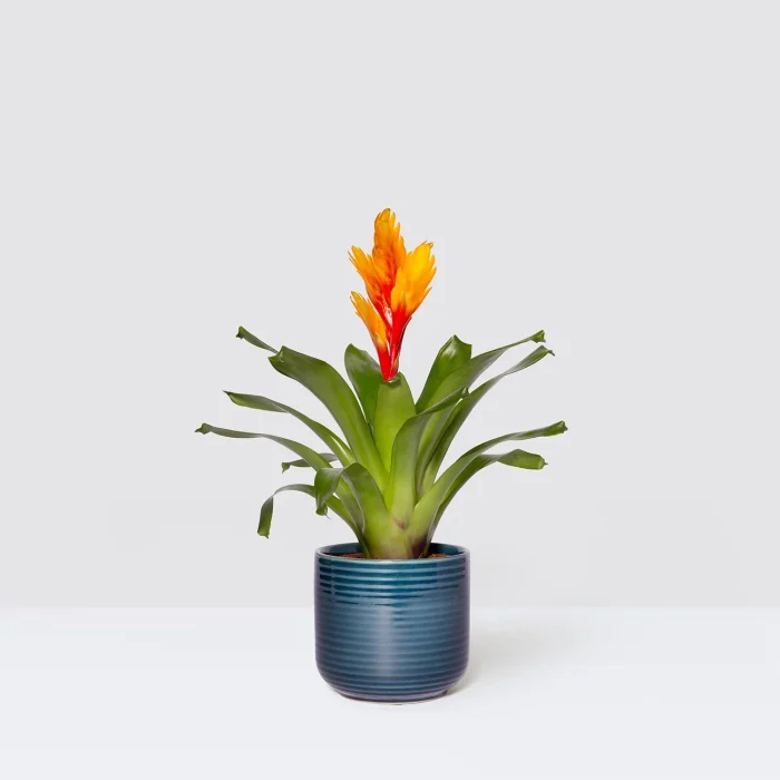 Bromeliad Vriesea - Image 1