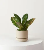Cuddly Cactus - Image 4