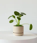 N’joy Pothos - Image 2
