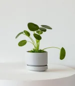 Pilea Peperomioides - Image 4