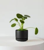 Pilea Peperomioides - Image 3