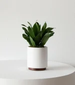 Dracaena Compacta - Image 6
