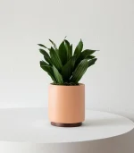 Dracaena Compacta - Image 5