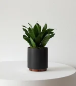 Dracaena Compacta - Image 4