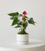 Anthurium – King of hearts - Image 2