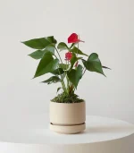 Anthurium – King of hearts