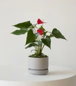 Bishop Earthernware - Image 2