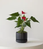 Anthurium – King of hearts - Image 3