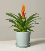 Bromeliad Vriesea - Image 4