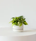 Philodendron Brasil - Image 5