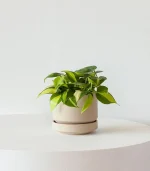 Philodendron Brasil - Image 4