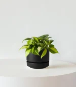 Philodendron Brasil - Image 2