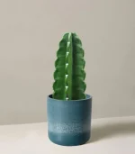 Cuddly Cactus - Image 6