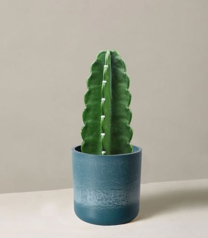 Cuddly Cactus