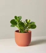 Peperomia Obtusifolia - Image 5
