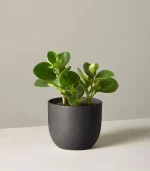 Peperomia Obtusifolia - Image 4