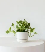 N’joy Pothos - Image 6