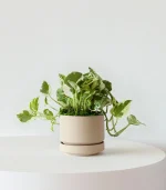 N’joy Pothos - Image 5