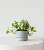 N’joy Pothos - Image 4