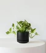N’joy Pothos - Image 3