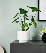 Cuddly Cactus - Image 3