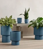 Peperomia Obtusifolia - Image 2