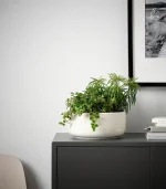 Anthurium – King of hearts - Image 6