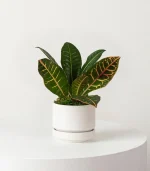 Coco Coir Pole - Image 5