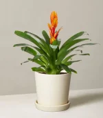 Back to products - Image 7