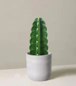 Cactus & Succulent Potting Mix - Image 2