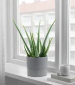 Mica Douro Pot - Image 3